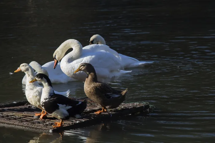 Framed Print : Swans and ducks live in the natural environment