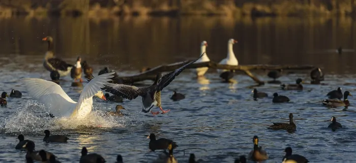 Framed Print : Swans and ducks splashing on a lake in a lively scene