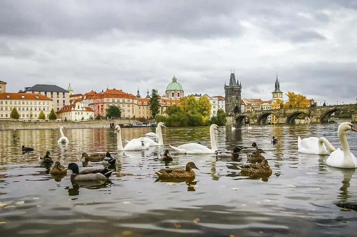 Framed Print : Swans and ducks on Vltava river near Charles Bridge in Prague