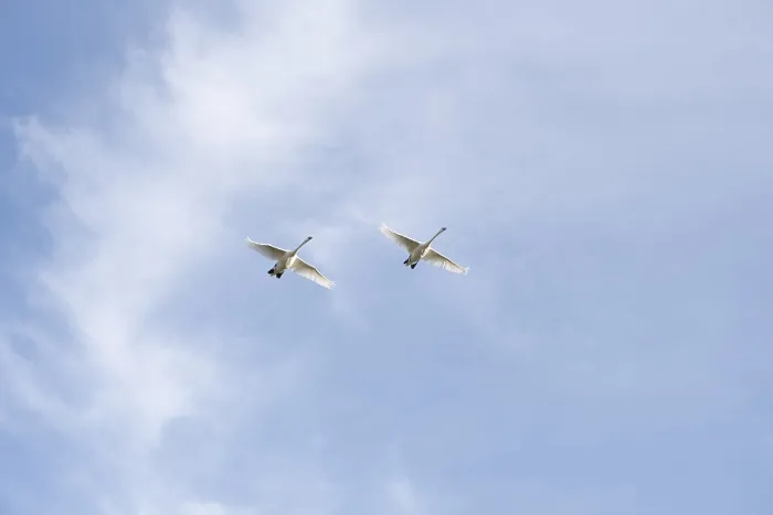 Framed Print : Two swans in flight, Germany, Europe