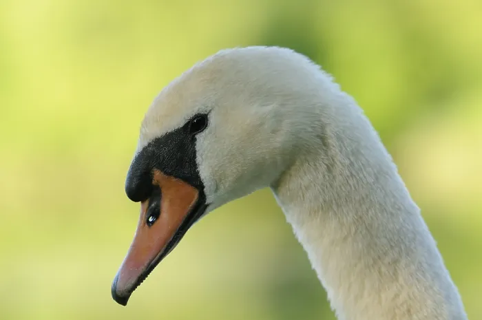 Framed Print : A swan's head in side view in front of a green Framed Print : A swan's head in side view in front of a green