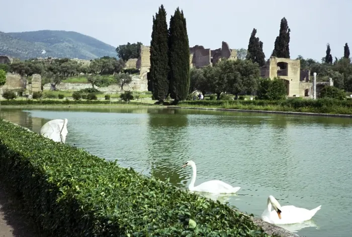 Framed Print : Swans on lake at Hadrian's Villa, Tivoli, Rome, Italy 1974