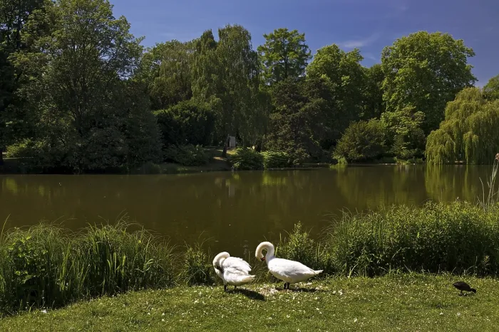 Framed Print : Swans in front of the Maschteich