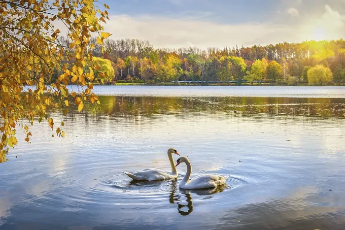 Framed Print : Two swans on pond in autumn park, Poland