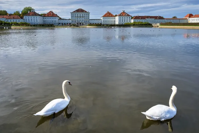 Framed Print : Swans in pond in front of the Nymphenburg Palace