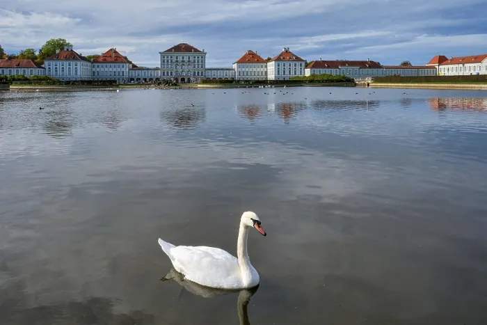 Framed Print : Swans in pond in front of the Nymphenburg Palace Framed Print : Swans in pond in front of the Nymphenburg Palace