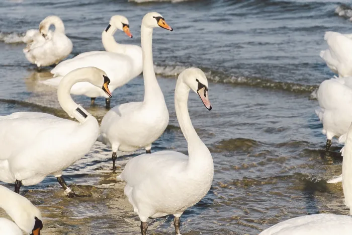 Framed Print : Swans and seagulls at the Baltic sea beach in Sopot Framed Print : Swans and seagulls at the Baltic sea beach in Sopot