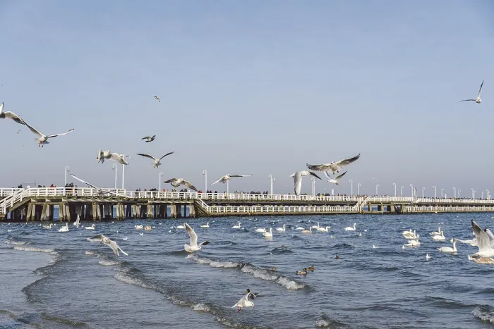 Framed Print : Swans and seagulls at the Baltic sea beach in Sopot Framed Print : Swans and seagulls at the Baltic sea beach in Sopot