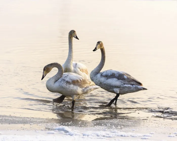 Framed Print : Swans stand in the water near the snow-covered shore