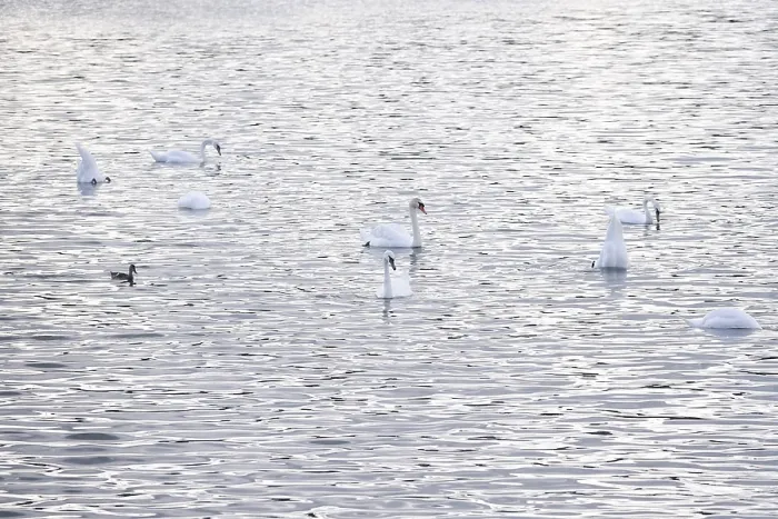 Framed Print : Swans, Summer, Lake Constance, Baden-Wurttemberg