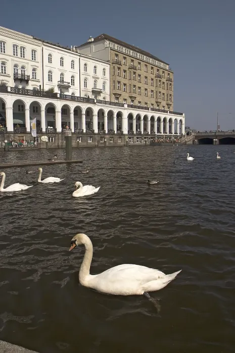 Framed Print : Swans swimming in front of the Alsterarkaden at Kleine Alster at Hamburg Germany Framed Print : Swans swimming in front of the Alsterarkaden at Kleine Alster at Hamburg Germany
