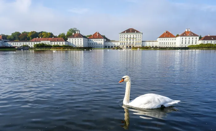 Framed Print : Swans swimming in front of Nymphenburg Palace