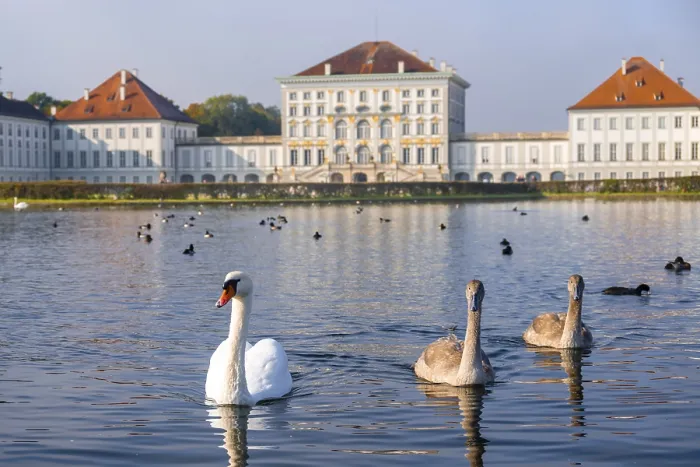 Framed Print : Swans swimming in front of Nymphenburg Palace