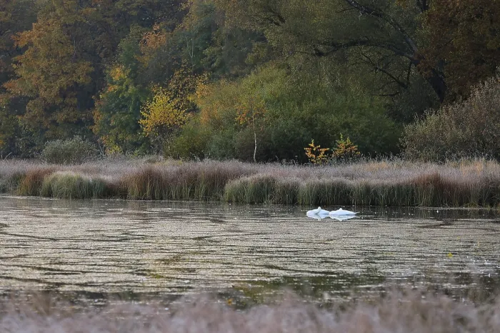 Framed Print : Swans on the Unterhoelzer Weiher