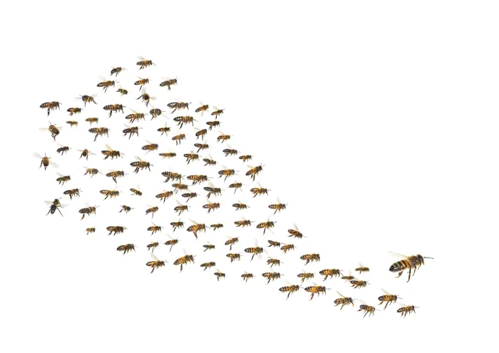Framed Print : Swarm of bees in flight isolated on white background