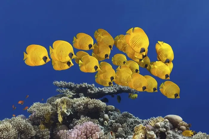 Framed Print : Swarm Bluecheek butterflyfishes (Chaetodon semilarvatus) Framed Print : Swarm Bluecheek butterflyfishes (Chaetodon semilarvatus)