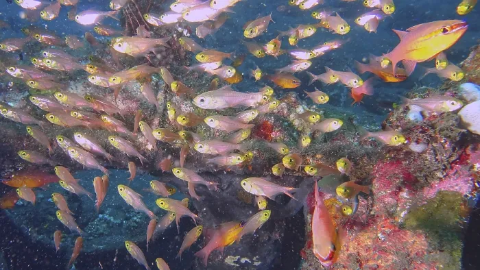 Framed Print : A swarm of colorful fish moves through a coral reef in the ocean