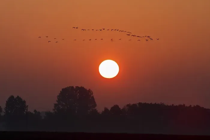 Framed Print : Swarm Cranes (Grus grus), Flight Formation in Sunset