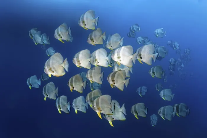 Framed Print : Swarm of Longfin Batfishes (Platax teira) Framed Print : Swarm of Longfin Batfishes (Platax teira)