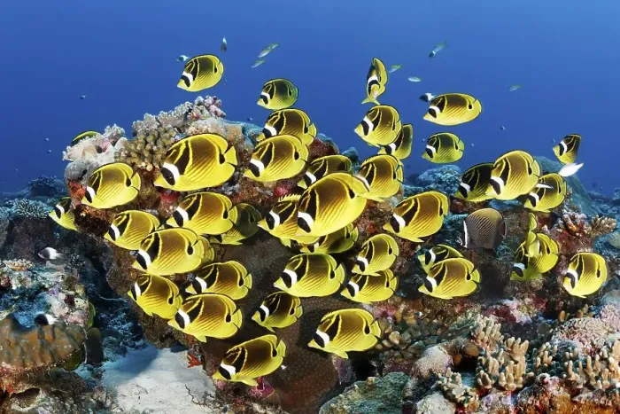 Framed Print : Swarm Raccoon butterflyfishes (Chaetodon lunula)