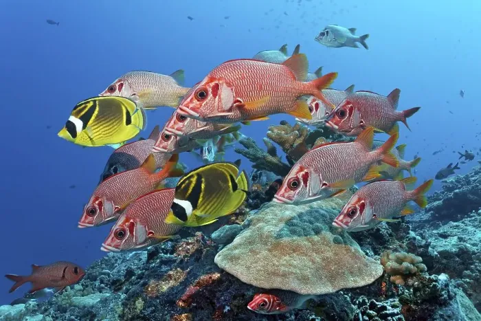 Framed Print : Swarm Sabre squirrelfish (Sargocentron spiniferum) Framed Print : Swarm Sabre squirrelfish (Sargocentron spiniferum)