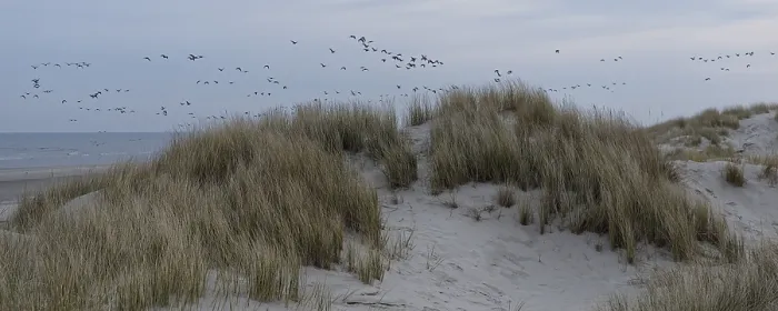 Framed Print : Swarm of seagulls over the dunes early in the morning