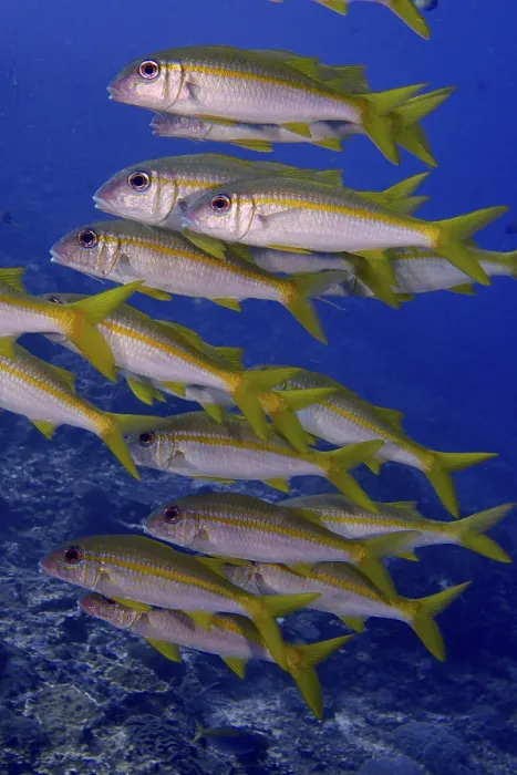 Framed Print : A swarm of yellow fish, yellowtail mullet (Mulloidichthys vanicolensis)