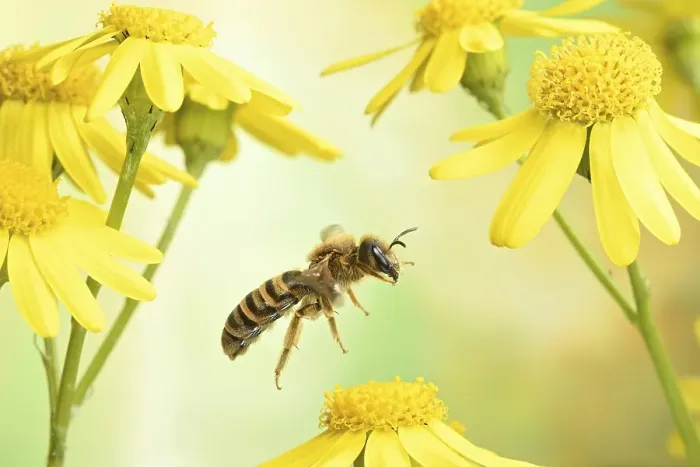 Framed Print : Sweat Bee (Halictus scabiosae) Framed Print : Sweat Bee (Halictus scabiosae)