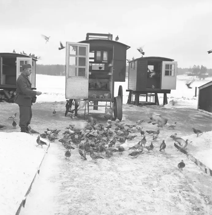 Framed Print : Swedish army during WW2. A soldier is seen feeding war pigeons with the portable lofts visible Framed Print : Swedish army during WW2. A soldier is seen feeding war pigeons with the portable lofts visible