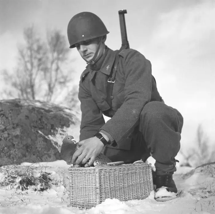 Framed Print : Swedish army during WW2. A soldier is seen holding a pigeon in his hands