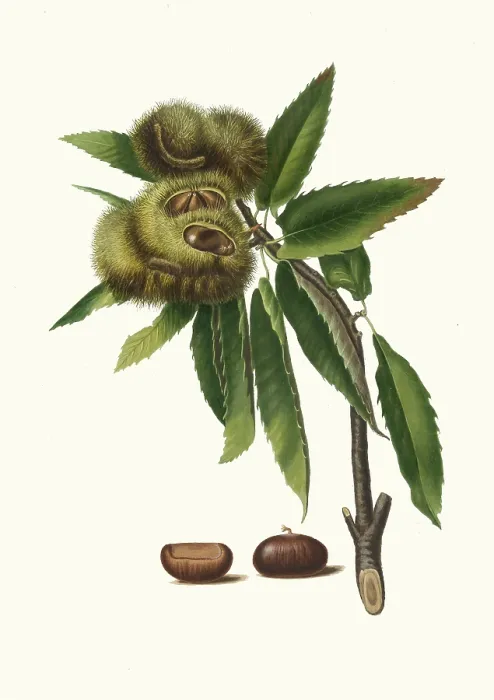 Framed Print : Sweet chestnut, Castanea sativa Framed Print : Sweet chestnut, Castanea sativa