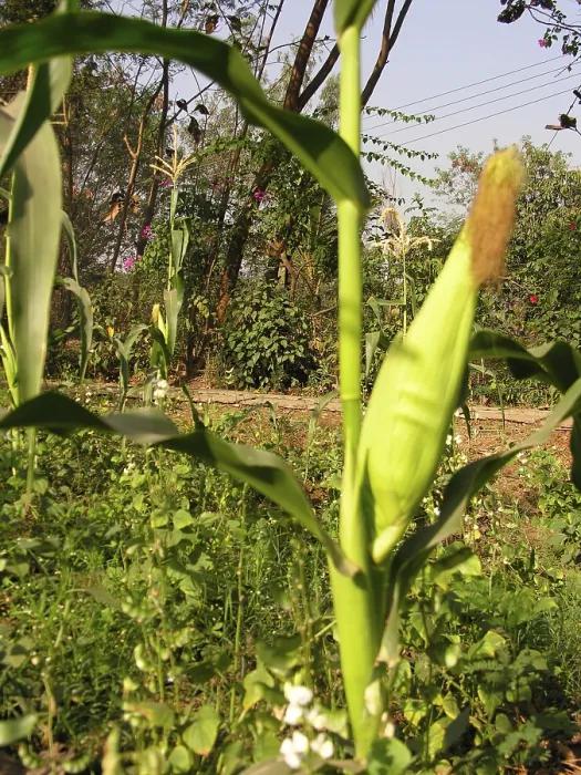 Framed Print : Sweet Corn, Varun Farm House, Panvel