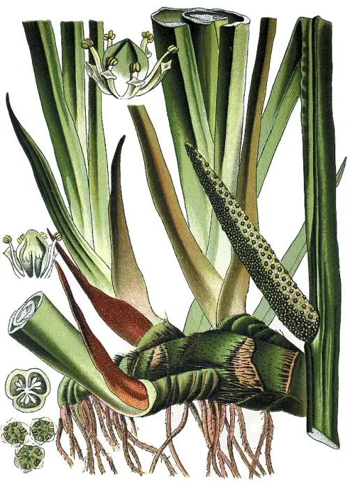 Framed Print : Sweet Flag, Calamus (Acorus calamus) Framed Print : Sweet Flag, Calamus (Acorus calamus)