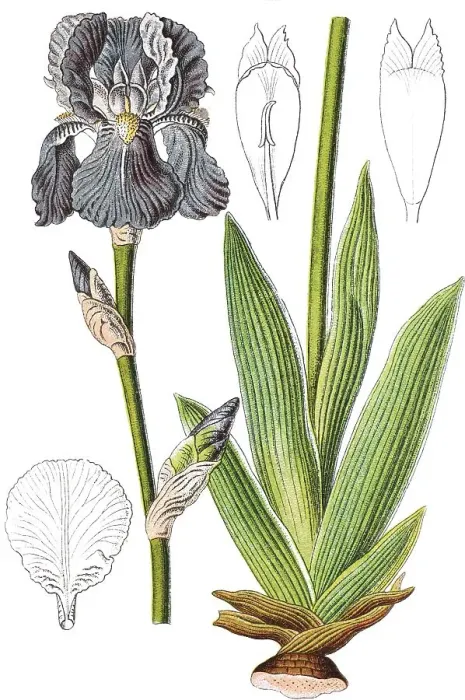 Framed Print : Sweet iris, Dalmatian iris (Iris pallida) Framed Print : Sweet iris, Dalmatian iris (Iris pallida)