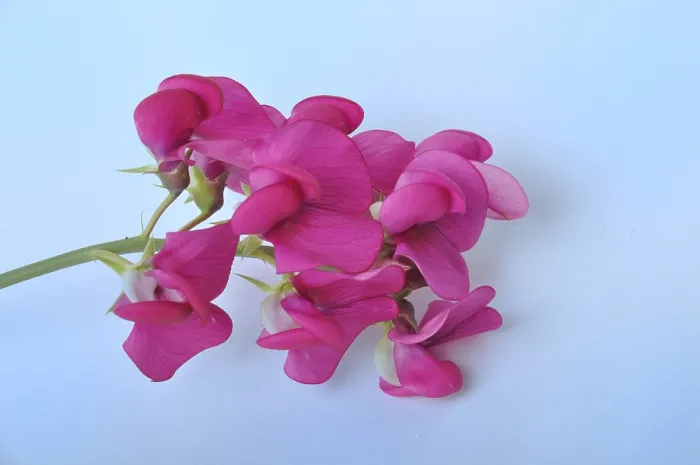 Framed Print : Sweet peas on a blue background Framed Print : Sweet peas on a blue background