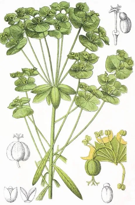 Framed Print : Sweet Spurge (Euphorbia dulcis)