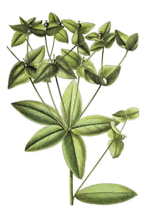 Framed Print : Sweet spurge (Euphorbia dulcis) Framed Print : Sweet spurge (Euphorbia dulcis)