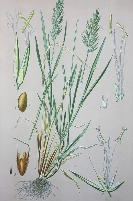 Framed Print : Sweet vernal grass (Anthoxanthum odoratum) Framed Print : Sweet vernal grass (Anthoxanthum odoratum)