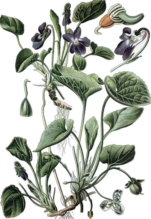 Framed Print : Sweet Violet (Viola odorata), a medicinal plant