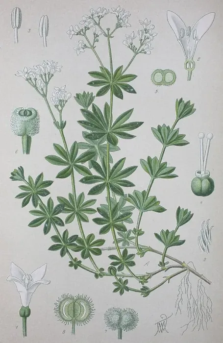 Framed Print : Sweetscented bedstraw (Galium odoratum)