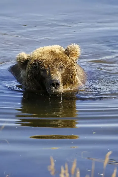Framed Print : Swimming Alaska brown bear (ursus arctos)