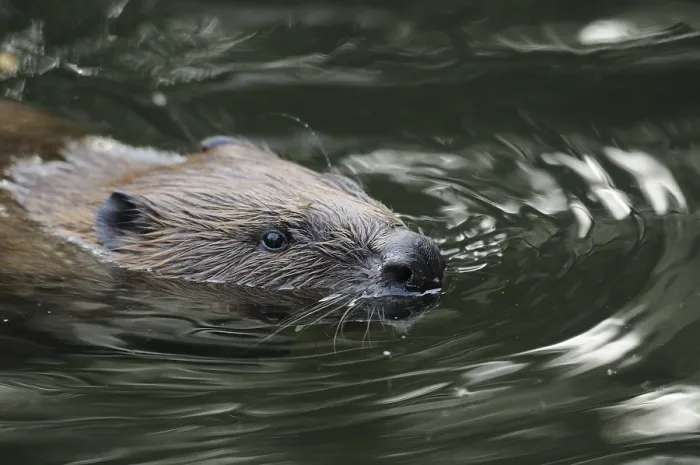 Framed Print : Swimming beaver in moving water