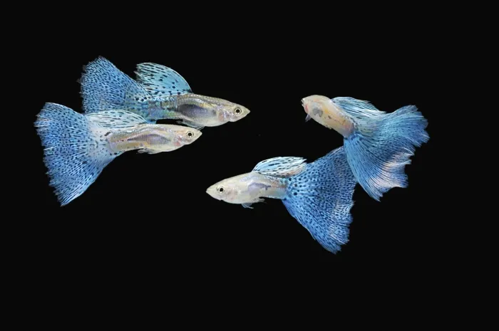 Framed Print : Swimming blue guppy, tropical fish pet