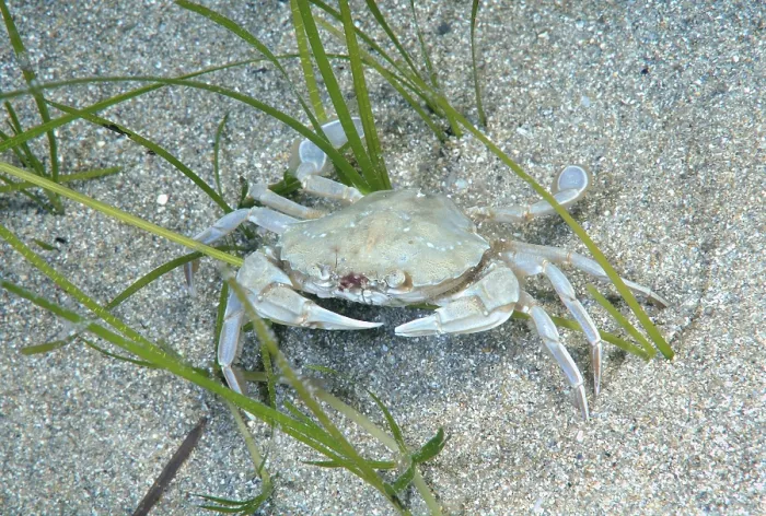 Framed Print : Swimming Crab species (Macropipus holsatus)