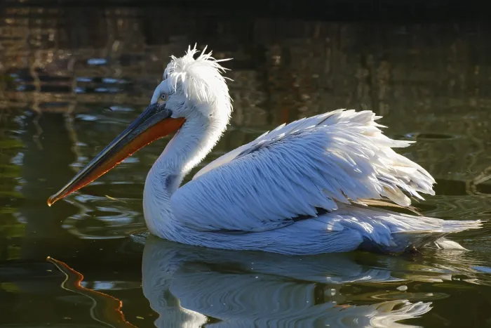 Framed Print : Swimming Dalmatian Pelican (Pelecanus crispus) Framed Print : Swimming Dalmatian Pelican (Pelecanus crispus)