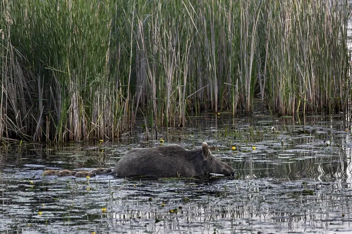 Framed Print : Swimming is not a problem for young animals (Sus scrofa) Framed Print : Swimming is not a problem for young animals (Sus scrofa)