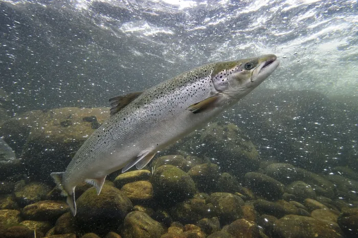 Framed Print : Swimming salmon (Salmo salar) under water