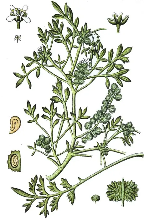 Framed Print : Swine-cress (Coronopus squamatus)