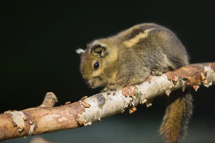 Framed Print : A Swinhoe's striped squirrel (Tamiops swinhoei) sits on a twig A Swinhoe's striped squirrel (Tamiops swinhoei)