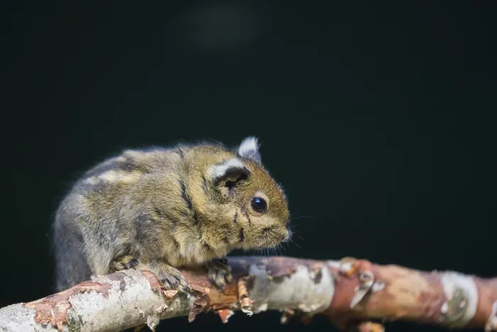 Framed Print : A Swinhoe's striped squirrel (Tamiops swinhoei) sits on a twig A Swinhoe's striped squirrel (Tamiops swinhoei)